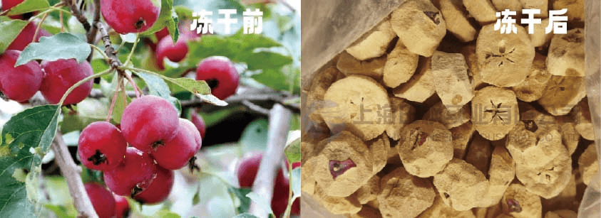 利用凍干技術保存海紅果的最佳方法