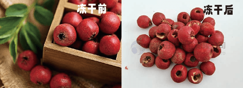 一顆凍干山楂，一份自然饋贈