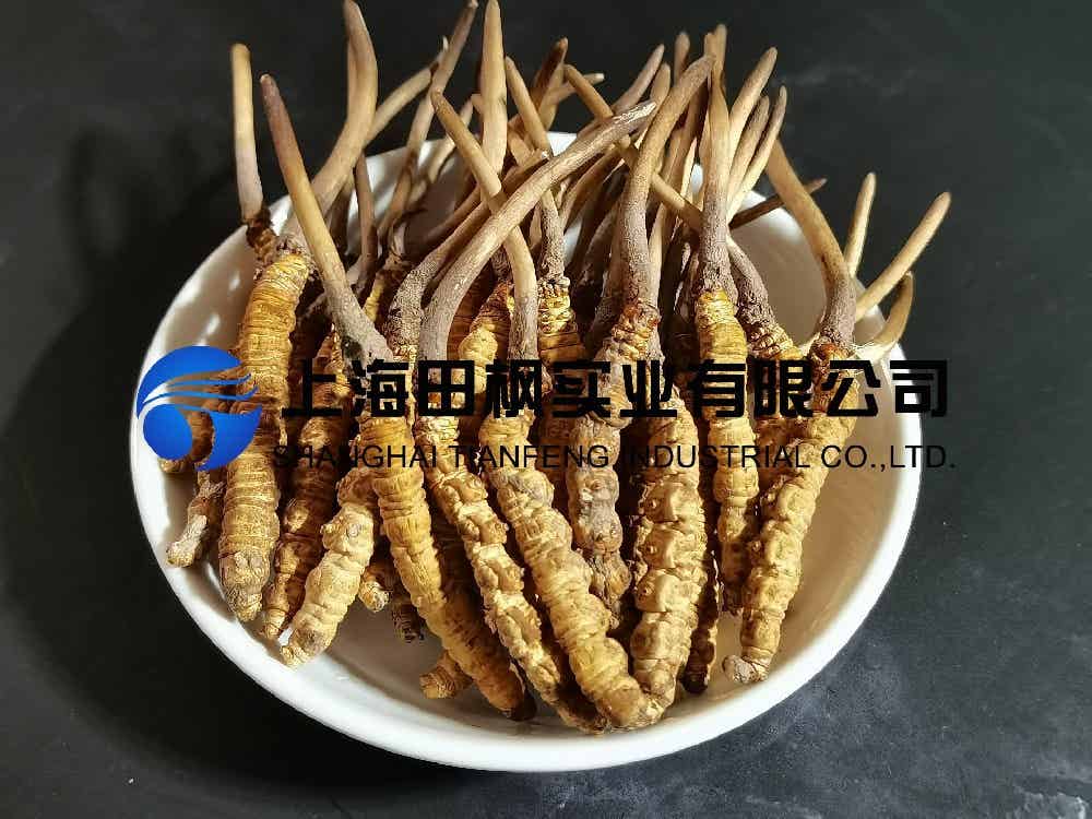 冬蟲夏草凍干：中藥材真空冷凍干燥機應用案例